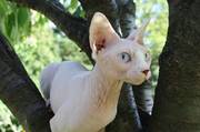 Beautiful Sphynx Kittens for adoption male and female