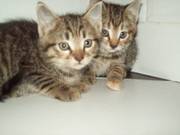 3 tabby kittens 1 long haired ready now