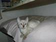 SNOW SPOT bengal kitten come litter trained wormed....