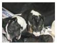 english bull terrier. 4 english bull terrier puppys for....