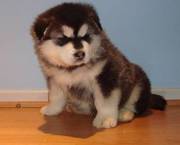 happy new year Alaskan Malamute puppy for a family gift