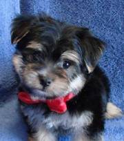 Kc Register Teacup Yorkshire Terrier Puppies Now Available
