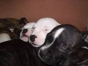 Beautiful staffie pups for sale