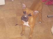 staffy x boxer for sale 5 months- £250