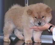 Gorgoues Chow Chow Puppies for Sale
