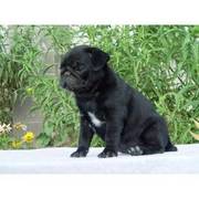 Affectionate pug puppies for re homing