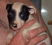 staffordshire bull terrior puppy needs a good home