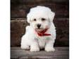 Cute Bichon Frise Puppies For Free Christmas. These cute....