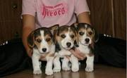 Beagle Puppies For Loving Homes