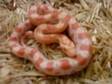 07/09 CORN Snakes 1 x male and 1 x female beautiful....