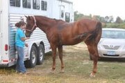 well train morgan race horse for sell