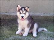 lovely husky for x mas for sale for a good and caring home 