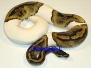 piebald pythons for sale